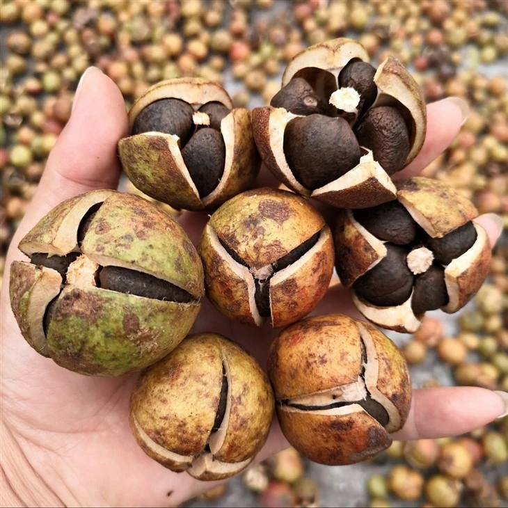 Edible Camellia Seeds
